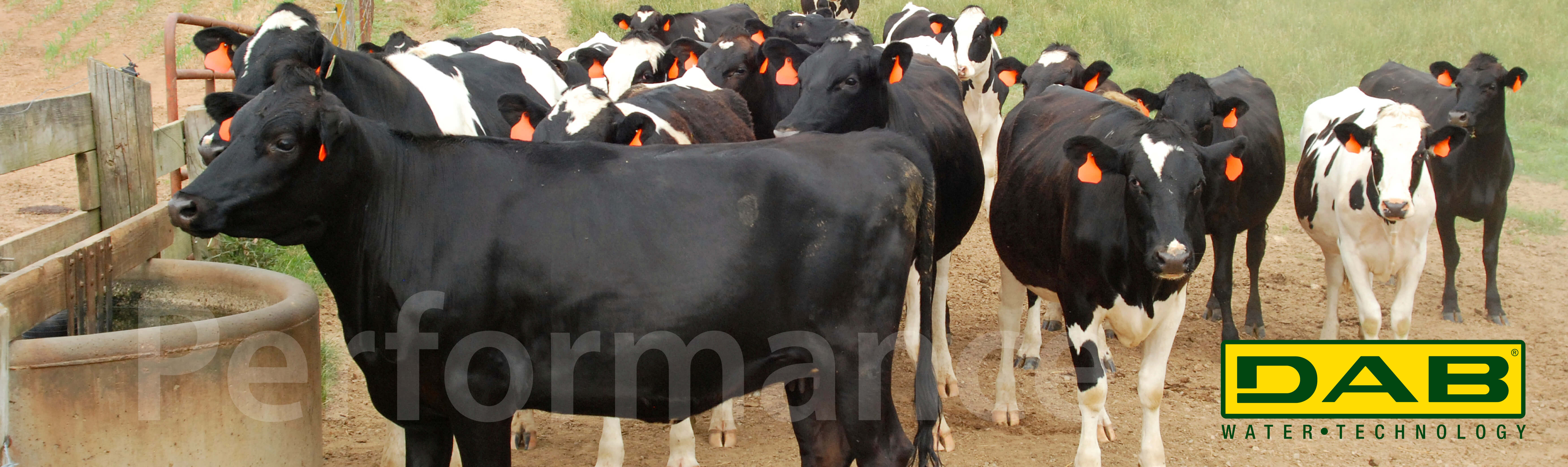 Home Page Banner 4 - DAB